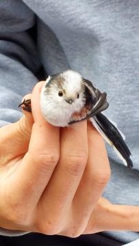 Obrockanje Zdravci 10